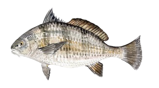 Black Drum