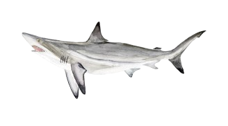 Blacktip Shark