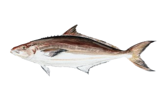 Cobia