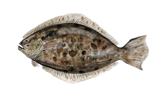 Flounder