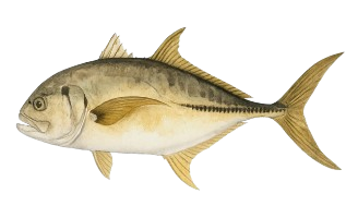 Jack Crevalle