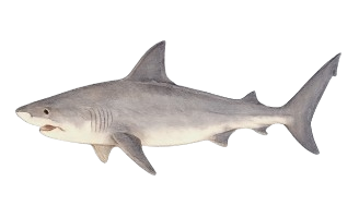 Monster Sharks