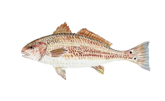 Redfish