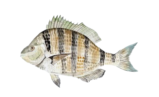 Sheepshead