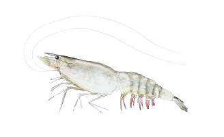 Shrimp