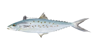 Spanish Mackerel