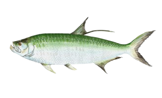 Tarpon