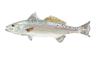 Trout