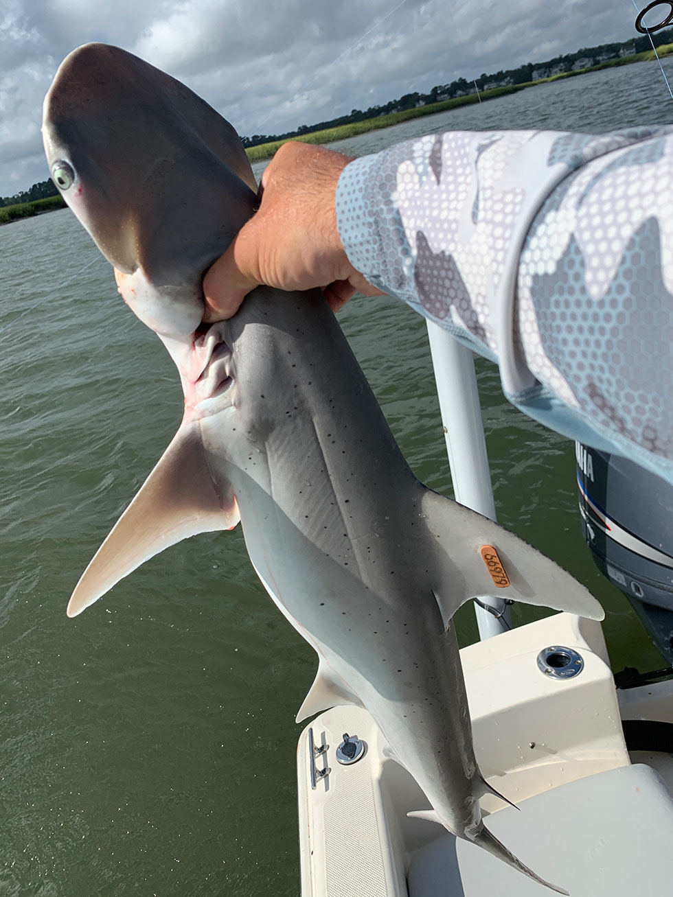 Blacktip Shark Fishing  Hilton Head Fishing Charters