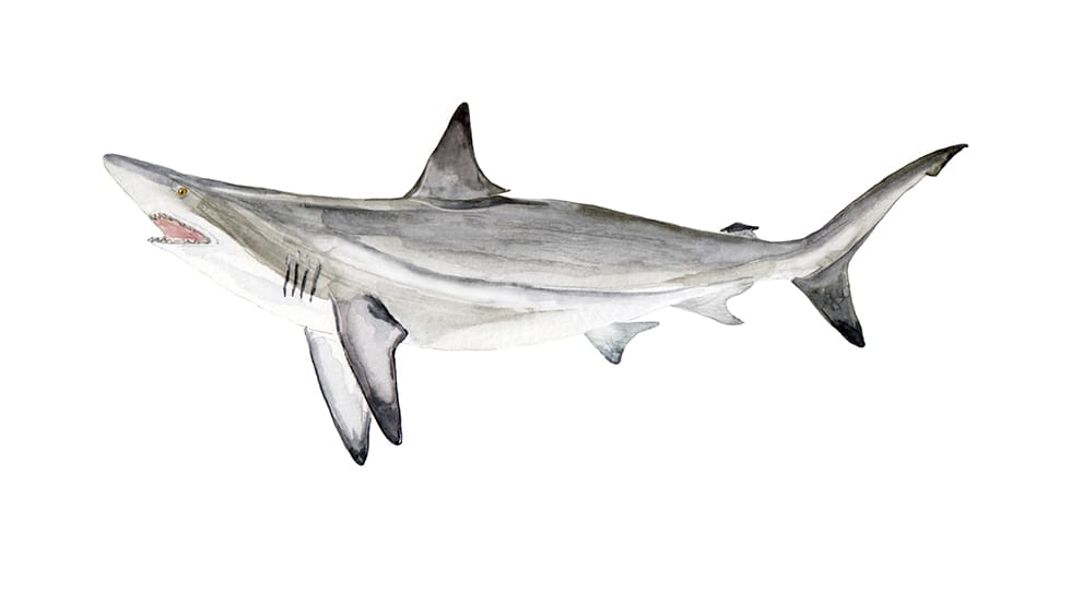 blacktip shark fishing charters