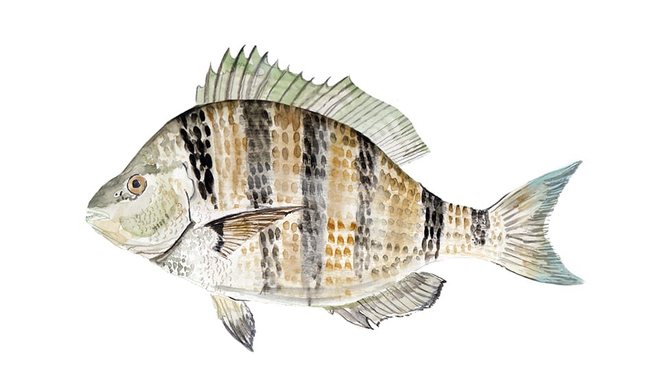 sheepshead fishing charters