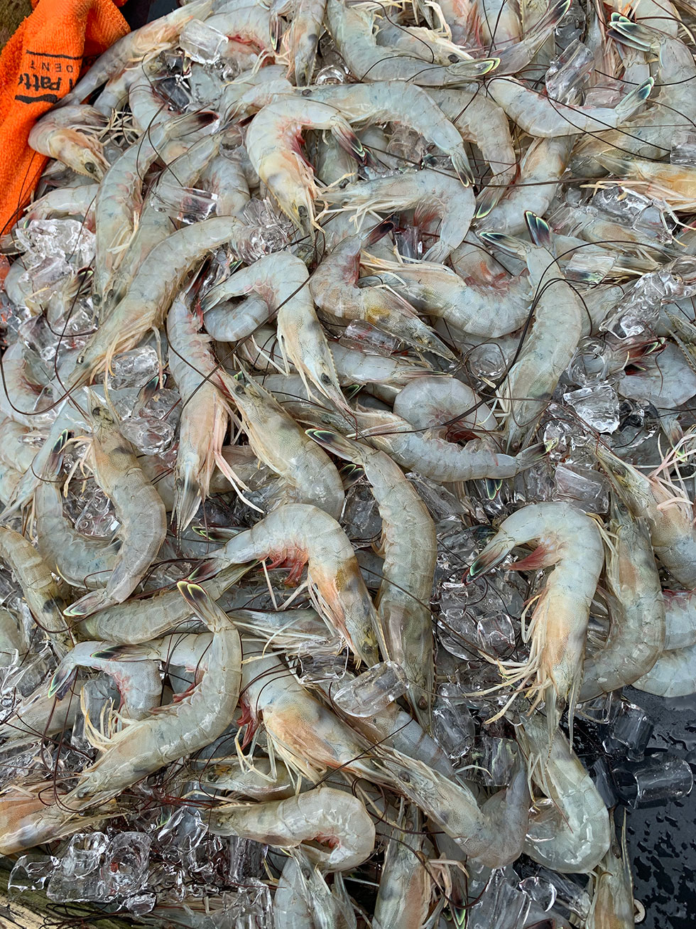 Shrimp Fishing | Hilton Head Fishing Charters
