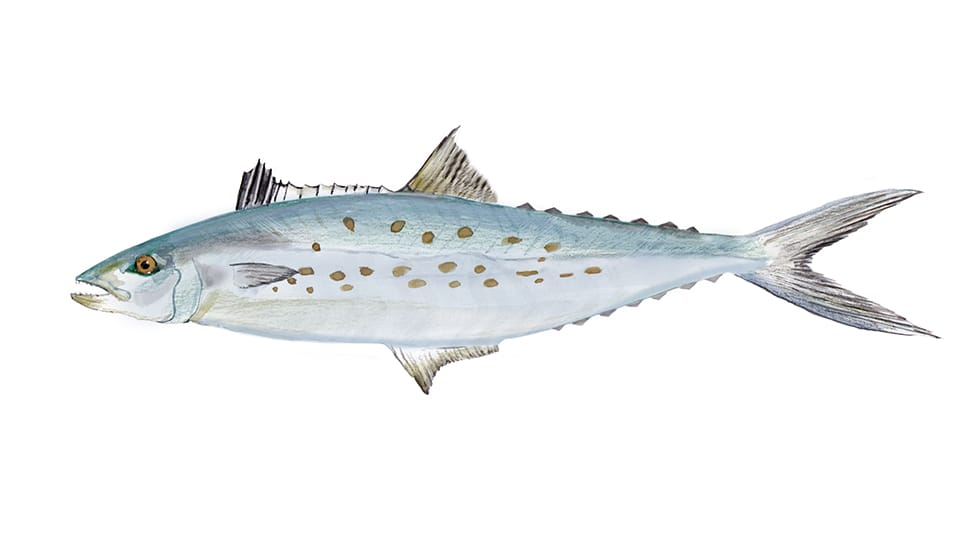 spanish mackerel fishing